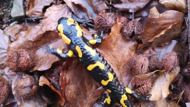 Salamandra Una Noche Lluviosa Bosque — Vídeo de stock
