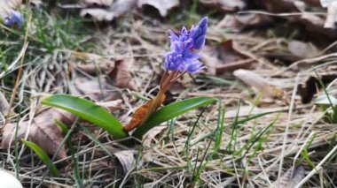 Dağ ormanlarında çiçek açan Scilla bifolia çiçekleri