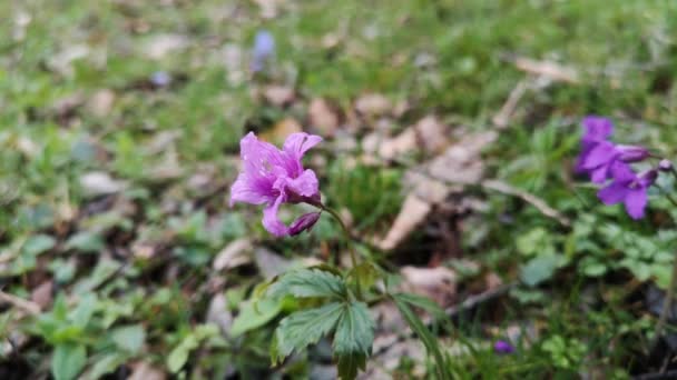 Ανθισμένα Λουλούδια Καρδαμίνης Πεντάφυλλου Στο Ορεινό Δάσος — Αρχείο Βίντεο