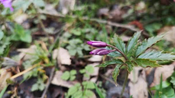 Ανθισμένα Λουλούδια Καρδαμίνης Πεντάφυλλου Στο Ορεινό Δάσος — Αρχείο Βίντεο
