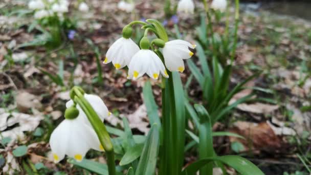 山の春の森の中に花ルコジウム ヴェルナムが咲く — ストック動画