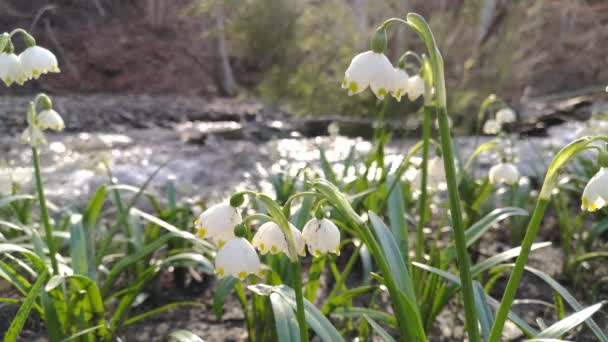Flor Leucojum Vernum Florece Bosque Primavera Montaña — Vídeo de stock