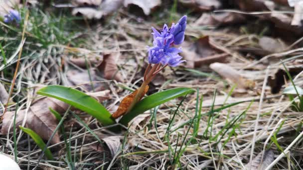 Квітучі Квіти Біфолії Скілли Гірському Лісі — стокове відео