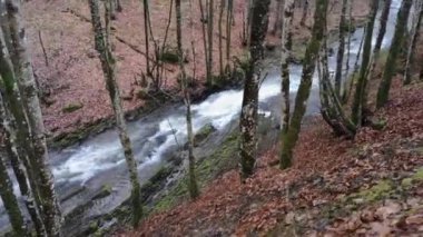 Bahar Ormanı 'ndaki fırtınalı nehir.