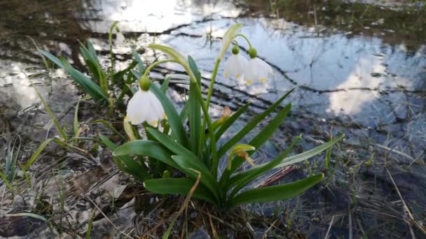 Flor Leucojum Vernum Florece Bosque Primavera Montaña — Vídeo de stock