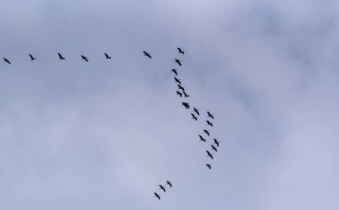 Gökyüzünde bir turna sürüsü uçuyor.