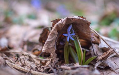 Dağ ormanlarında çiçek açan Scilla bifolia çiçekleri