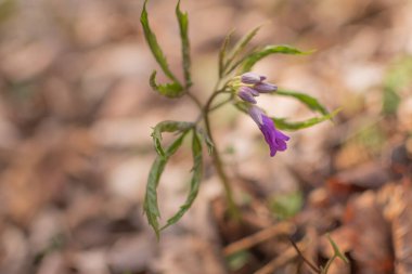 Dağ ormanlarında çiçek açan Cardamine Pentaphyllos