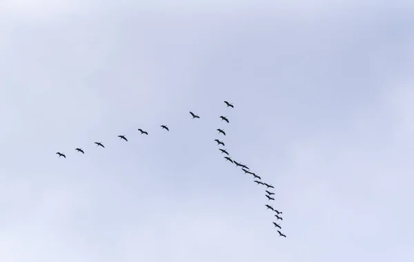一群鹤在空中飞舞 — 图库照片