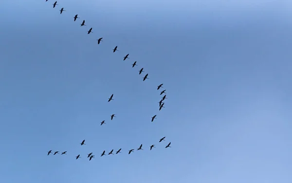 Flock Cranes Flying Sky — Stock Photo, Image