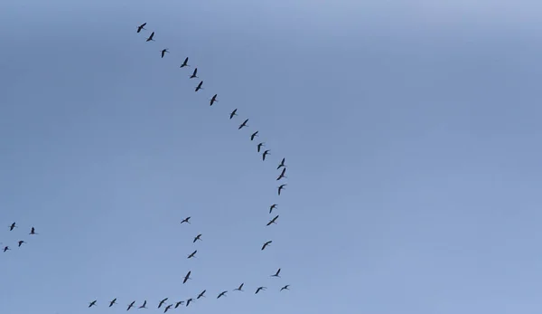 Eine Schar Kraniche Fliegt Den Himmel — Stockfoto