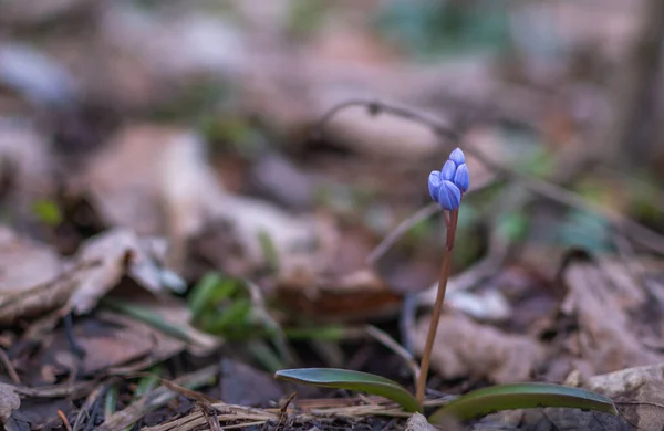 Stock image Blooming Scilla bifolia flowers in the mountain forest