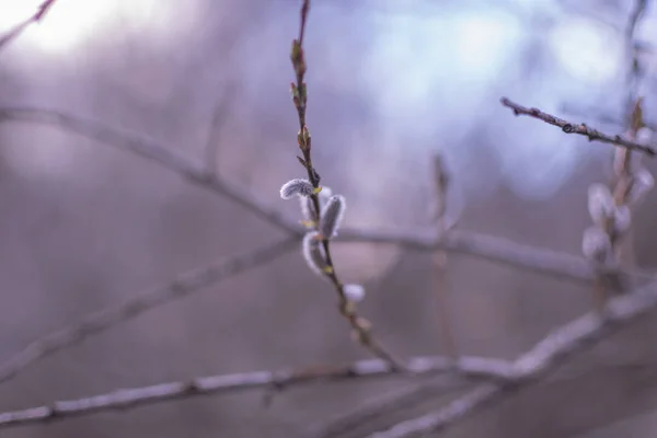 Egy Bimbózó Faág Egy Hegyi Tavaszi Erdőben — Stock Fotó