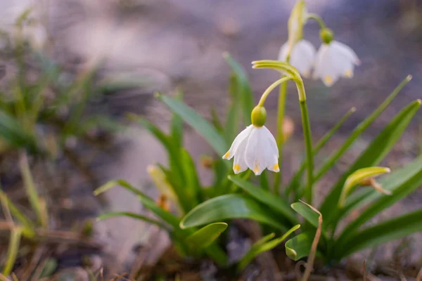 Flor Leucojum Vernum Floresce Floresta Primavera Montanha — Fotografia de Stock