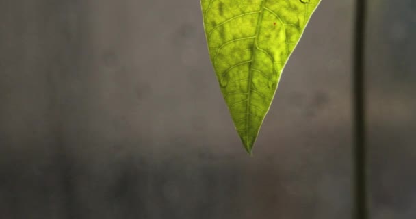 有雨滴的年轻芒果叶 — 图库视频影像