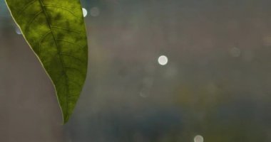 Yağmurlu genç mango yaprağı