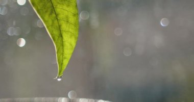 Yağmurlu genç mango yaprağı