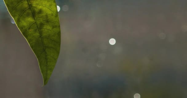 雨滴と若いマンゴーの葉 — ストック動画