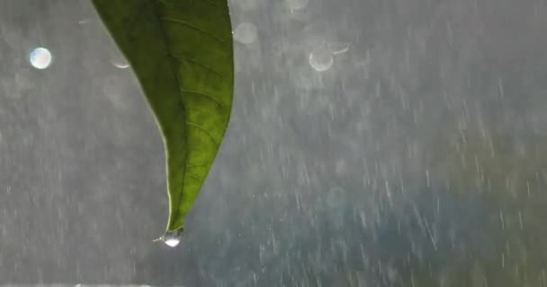 Νεαρό Φύλλο Μάνγκο Σταγόνες Βροχής — Αρχείο Βίντεο