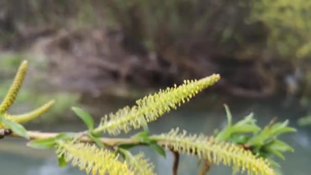 Blühender Weidenzweig Flussufer — Stockvideo