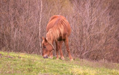 Atlar bahar dağlarında otlar.