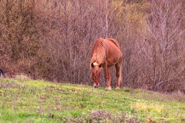 Pferde Grasen Frühlingsbergen — Stockfoto