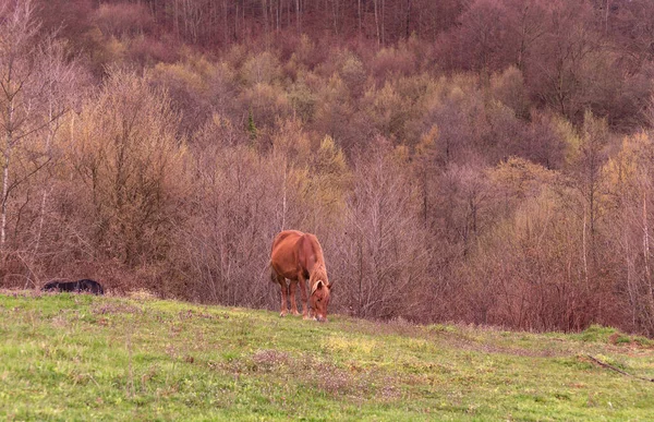 Cavalos Pastam Montanhas Primavera — Fotografia de Stock