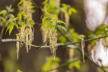 Kül yapraklı bir akçaağaç dalı Acer negundo