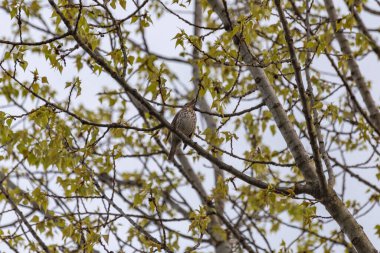 Ardıç kuşu Turdus Philomelos ağaçta şarkı söyler. 
