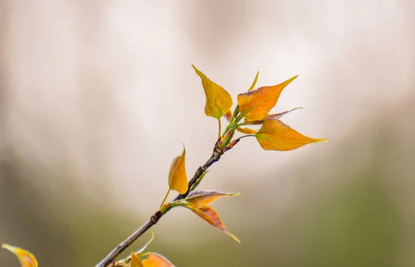 Νεαρά Φύλλα Populus Balsamifera Στον Ήλιο — Φωτογραφία Αρχείου