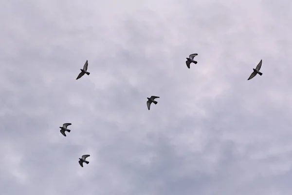 A flock of doves is flying in the sky