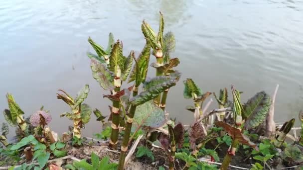Nehir Kenarındaki Fallopia Sakhalinensis Genç Filizleri — Stok video