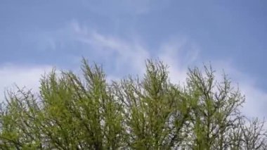 Büyük ginkgo biloba ile bahar manzarasının zaman aşımı