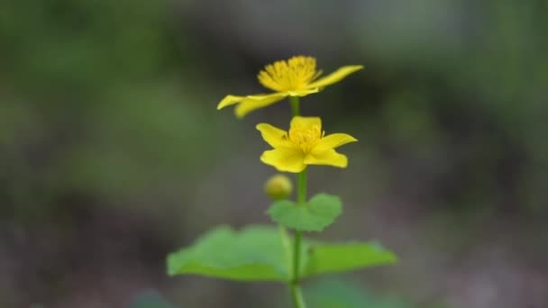 Gulblommande Blomma Kärrkerubnitsa — Stockvideo