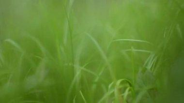 Genç, sulu çimenlerin arasında hareket