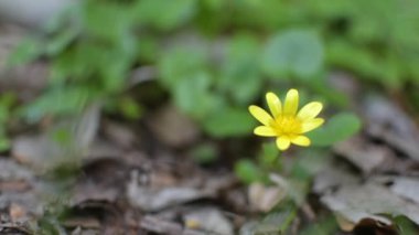 Ficria vrna 'nın sarı çiçekleri