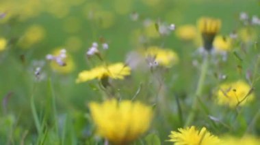 Dandelions bahar çayırda