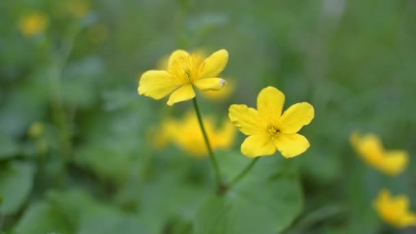 Желтый Цветущий Цветок Болотной Херувимы — стоковое видео