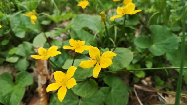 Floração Amarela Flor Pântano Cherubnitsa — Vídeo de Stock
