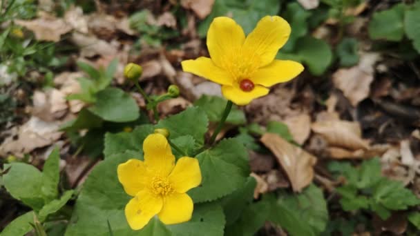 沼の黄色い花 Cherubnitsa — ストック動画