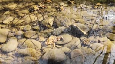 Dağ nehrinde üreme sürecindeki kurbağalar.