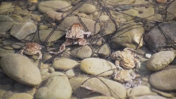 Żaby Procesie Hodowli Górskiej Rzece — Wideo stockowe