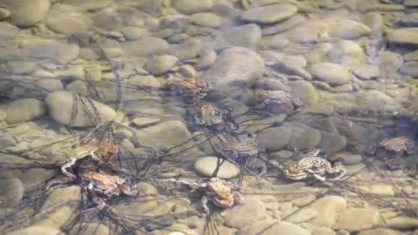 Лягушки Процессе Размножения Горной Реке — стоковое видео