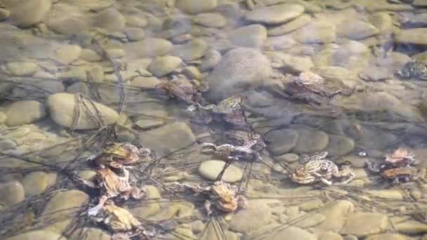 Žáby Procesu Chovu Horské Řece — Stock video