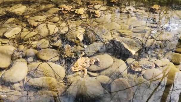 山の川での繁殖の過程でカエル — ストック動画