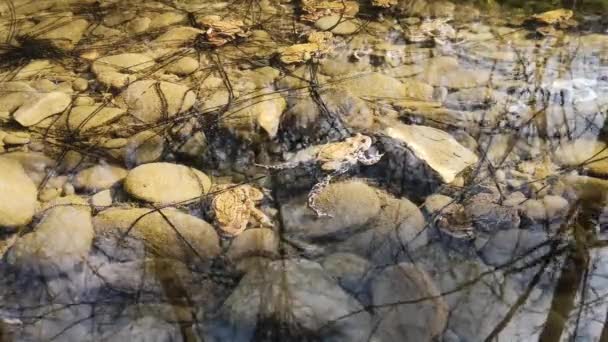 山の川での繁殖の過程でカエル — ストック動画
