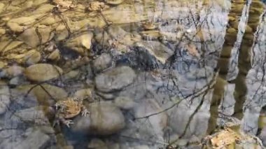 Dağ nehrinde üreme sürecindeki kurbağalar.