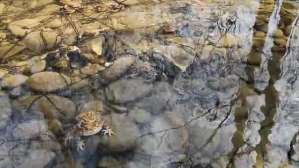 산에서 번식하는 개구리 — 비디오