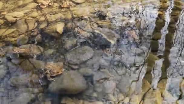 Žáby Procesu Chovu Horské Řece — Stock video