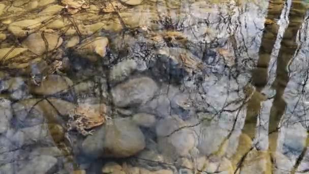Broaște Procesul Reproducere Într Râu Munte — Videoclip de stoc